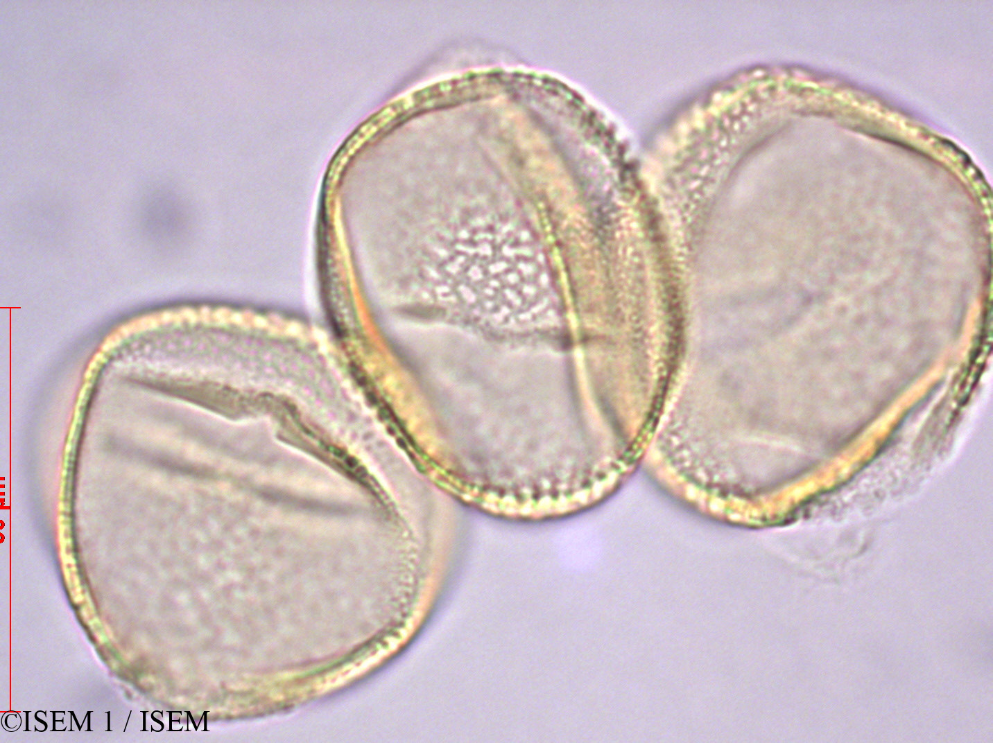 ISEM 1/Laurentia_longiflora_28903/Laurentia_longiflora_28903_0003(copy).jpg